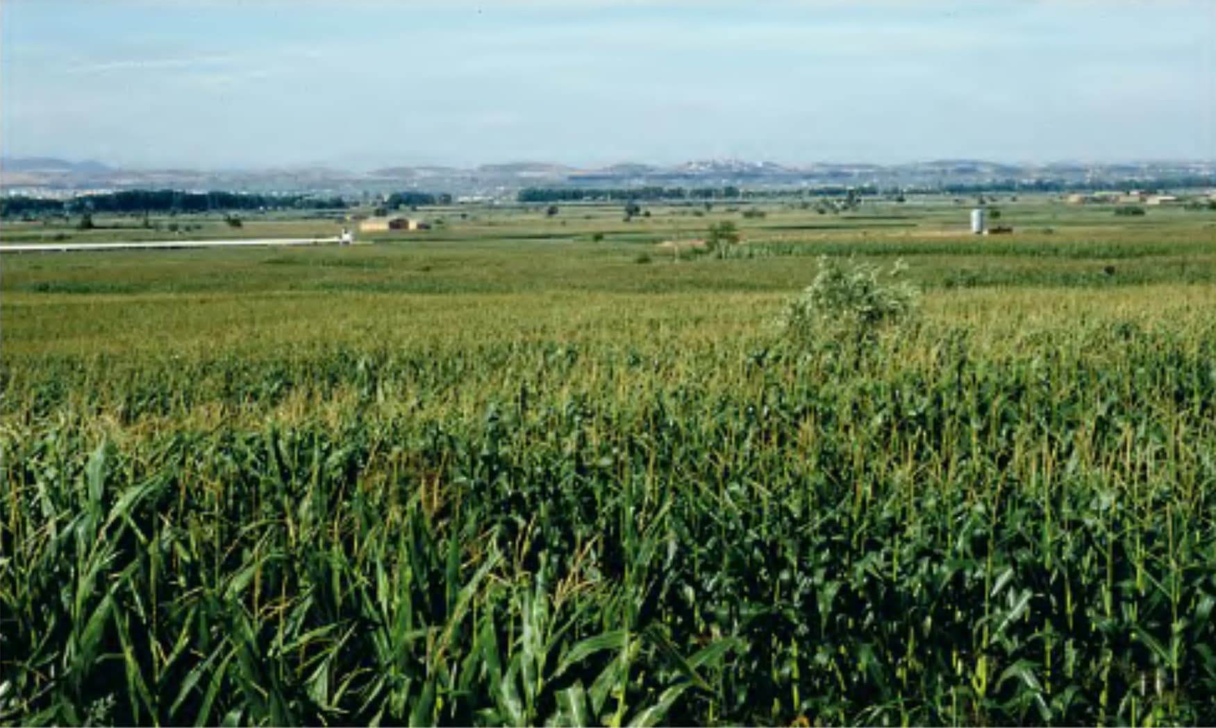 Vista de Linyola
